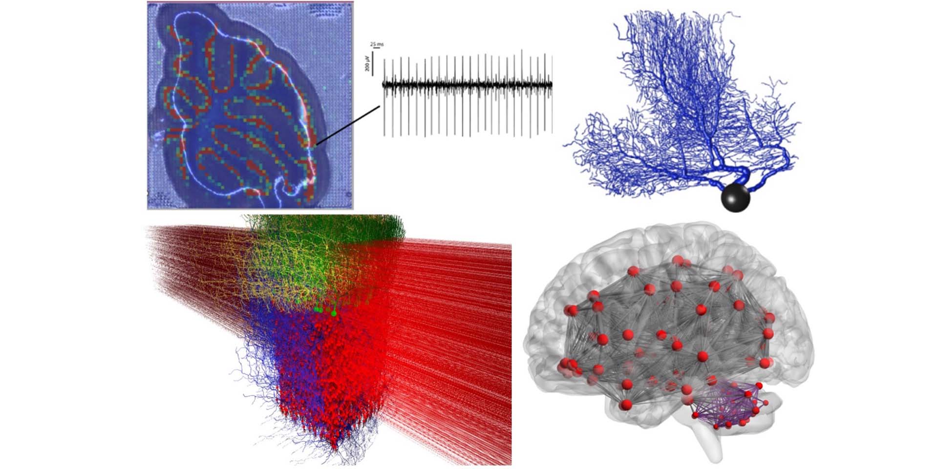 The Human Brain Project: end of an era and legacy for the future